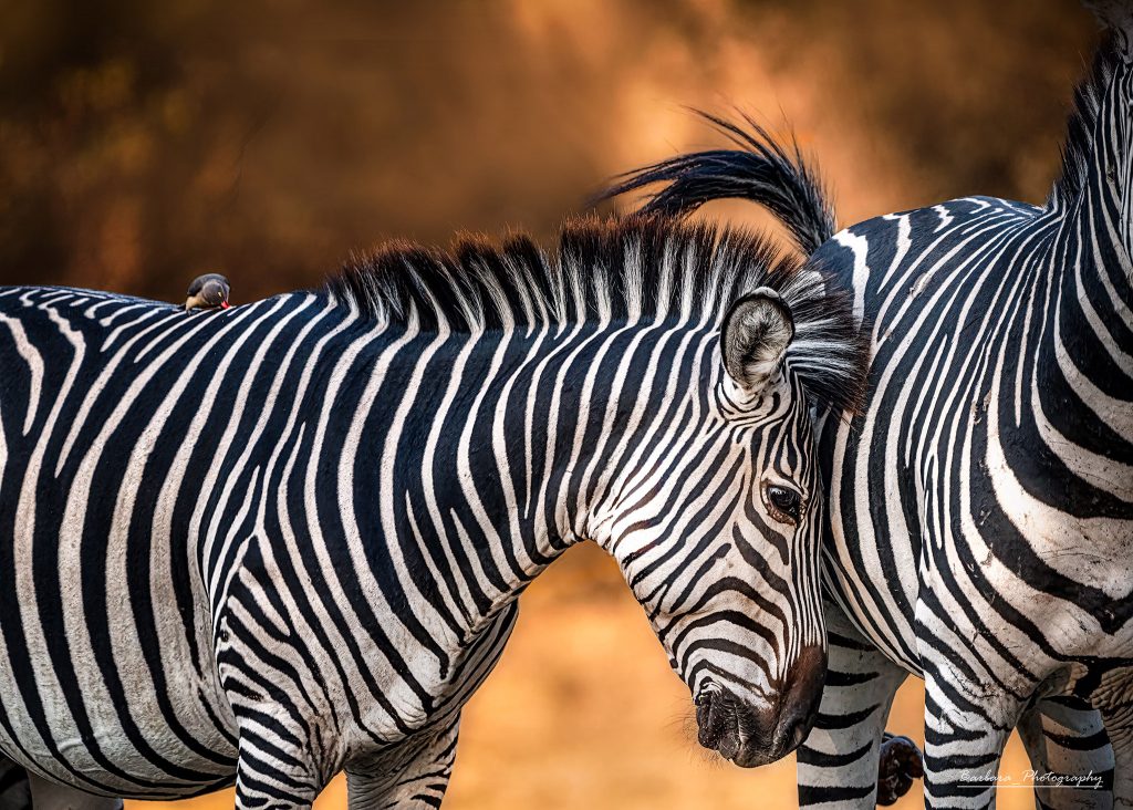 Farbfoto einer intimen Nahaufnahme zweier Zebras; ihre Hälse und Köpfe sind einander zugewandt. Im Hintergrund weiches, goldenes Sonnenlicht.