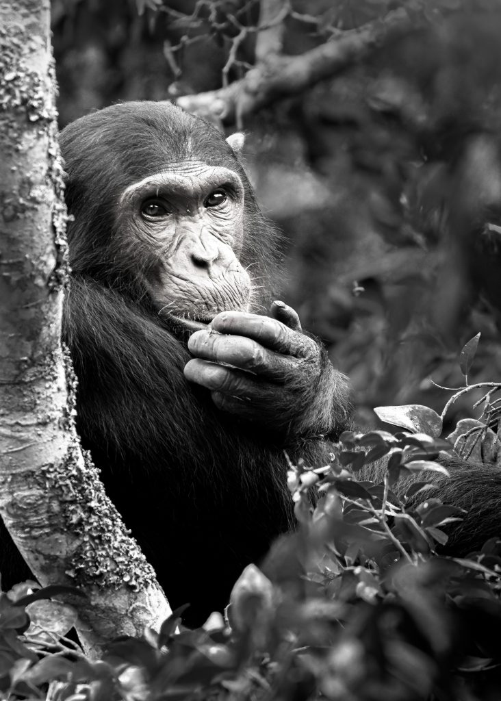 Schwarz-Weiß-Aufnahme eines Schimpansen hoch oben in einem Baum; eine Hand führt konzentriert ein Blatt zum Mund. Detaillierte Darstellung der Handbewegung und des Gesichtsausdrucks.