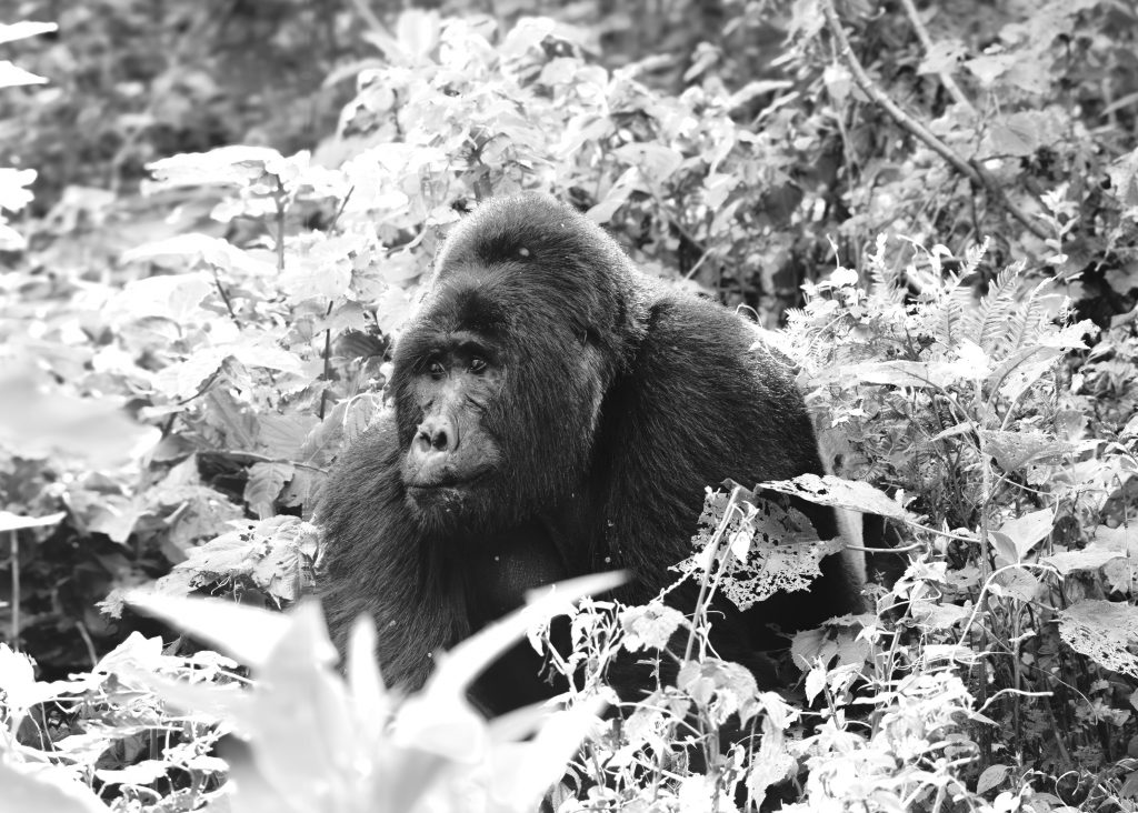 Monumentales Schwarz-Weiß-Porträt eines ausgewachsenen Silberrücken-Gorillas; das dunkle Tier ist von einem künstlerisch extrem überbelichteten, fast rein weißen Dickicht umgeben. Der Fokus liegt auf der gewaltigen Präsenz und dem ernsten Gesichtsausdruck.
