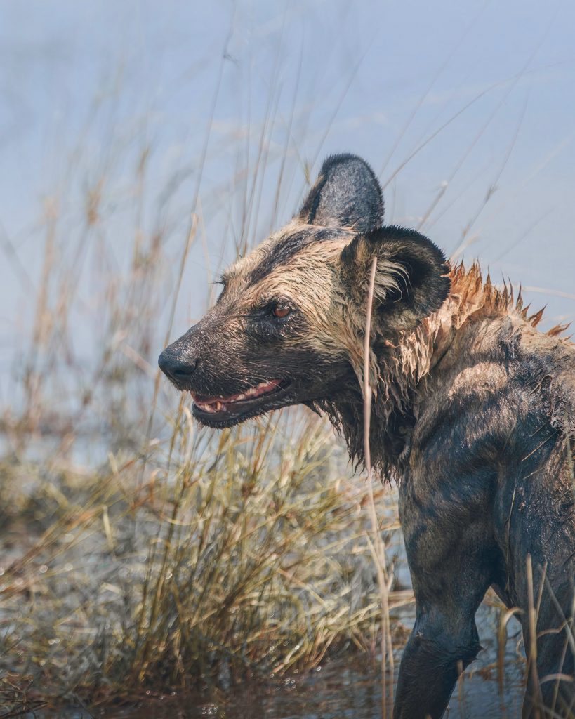 Porträt eines Afrikanischen Wildhundes in Botswana, Nahaufnahme eines afrikanischen Wildhundes mit nassem Fell am Rand eines Wasserlochs, bedrohte Tierart, professionelle Wildlife-Fotografie 2025.