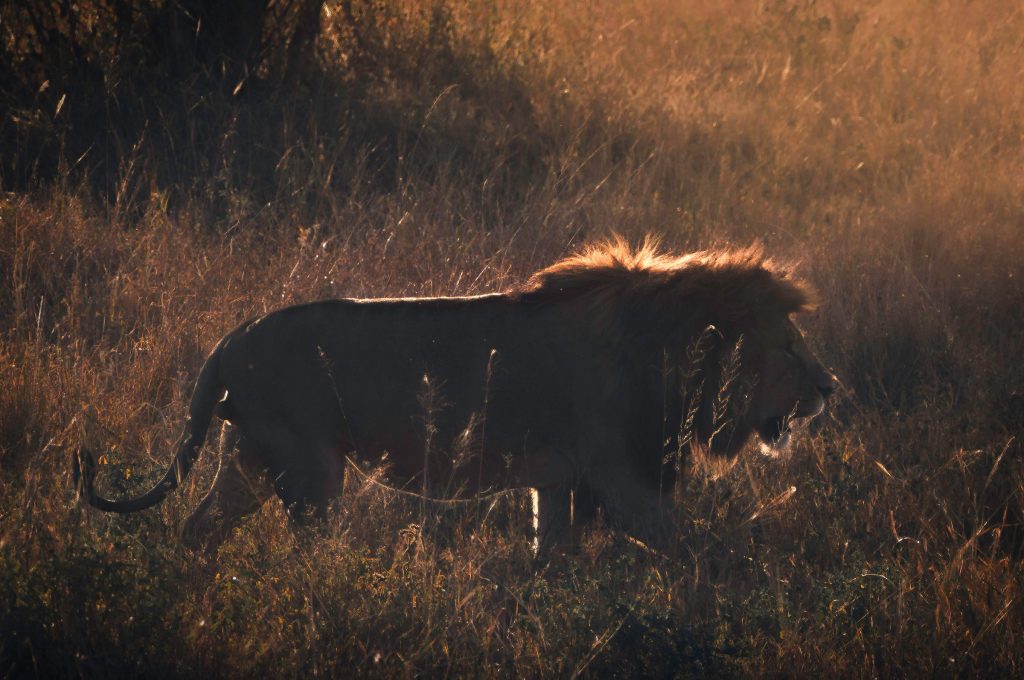 Majestätische Silhouette eines afrikanischen Löwen im starken Gegenlicht der untergehenden Sonne, dramatische Stimmung, Wildlife-Fotografie aus Tansania, Kunstdruck.