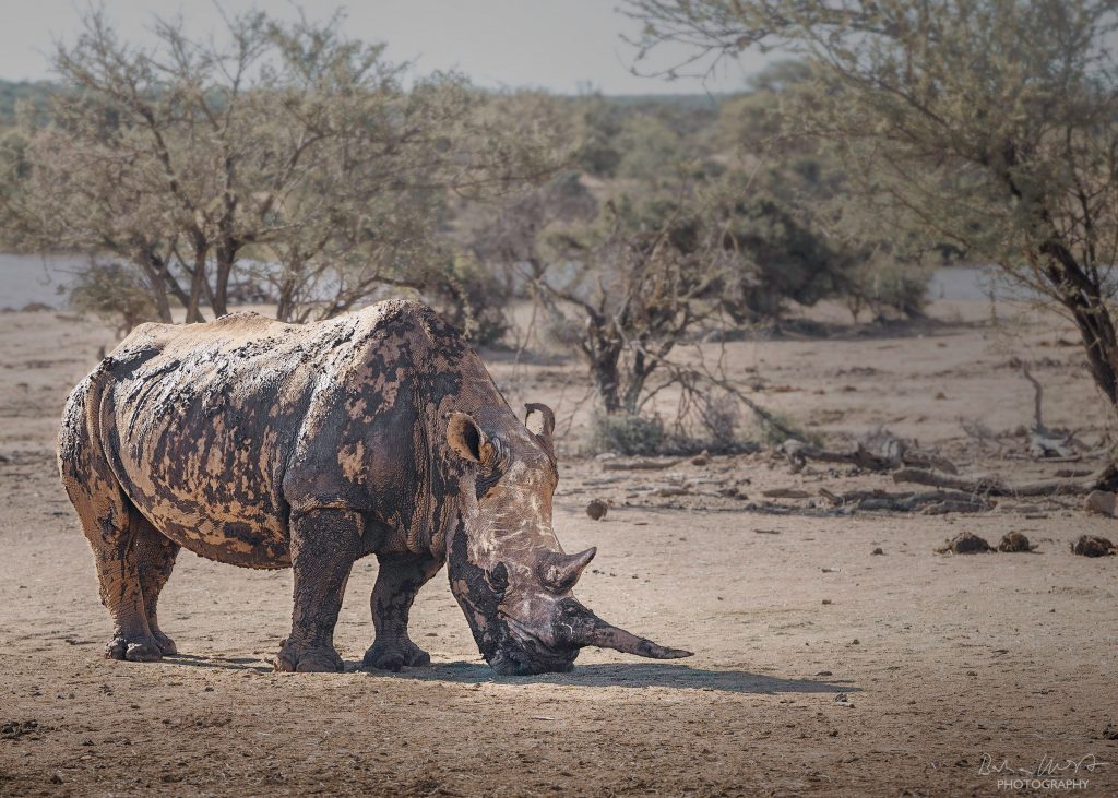 Ein mit Schlamm bedecktes Breitmaulnashorn in der kargen Landschaft Namibias, hochwertige Wildtierfotografie, Kunstdruck 2025.