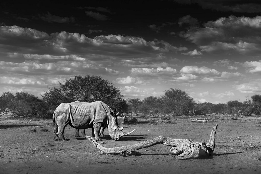 Schwarz-Weiß-Aufnahme eines Breitmaulnashorns in der Savanne; im Vordergrund steht ein markanter, abgestorbener Baumstumpf. Das Tier steht vor dichten Büschen und blickt aufmerksam.