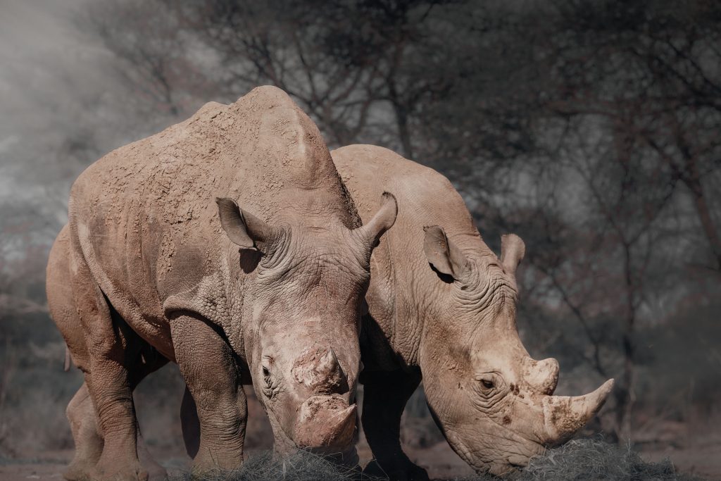 Farbfoto im Profil zweier Breitmaulnashörner; ihre Körper sind mit Staub bedeckt, während sie sich im dunstigen Licht des afrikanischen Busches bewegen.