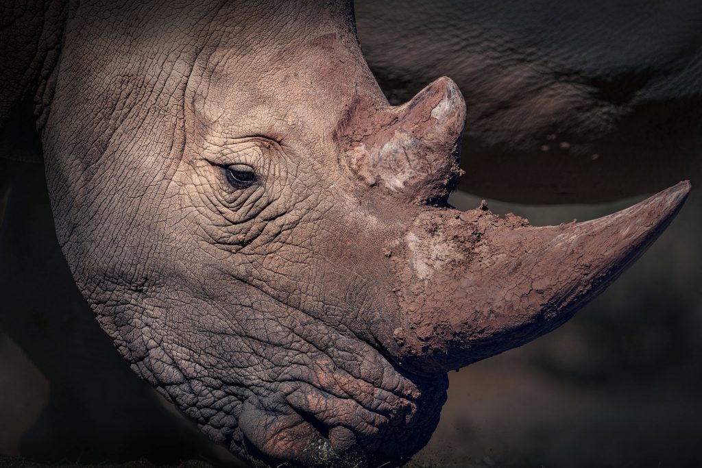 Detailreiches Porträt eines Nashorns, Nahaufnahme der Kopfpartie und Hautstruktur, Wildlife-Fotografie aus Namibia, Kunstdruck.
