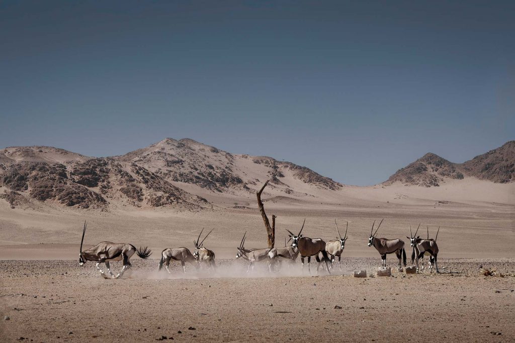 Eine Fine-Art-Landschaftsaufnahme voller Dynamik aus der Namib-Wüste. Eine Gruppe von Oryx-Antilopen rast in rasantem Tempo über den sandigen Boden, wobei sie dichte Staubwolken aufwirbeln. Im Hintergrund ragen majestätische, rötlich-orange Dünen unter einem klaren Himmel auf. Das warme Seitenlicht betont die fließenden Bewegungen der Tiere, die feine Textur des Staubes und die grafische Symmetrie der Dünenkämme.