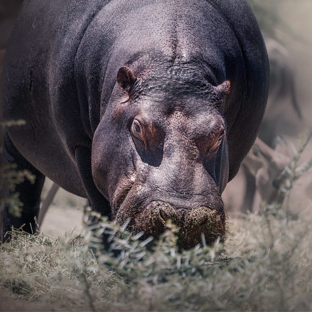 Nahaufnahme eines fressenden Flusspferdes in der Wildnis von Namibia, Kunstdruck Naturfotografie 2025.