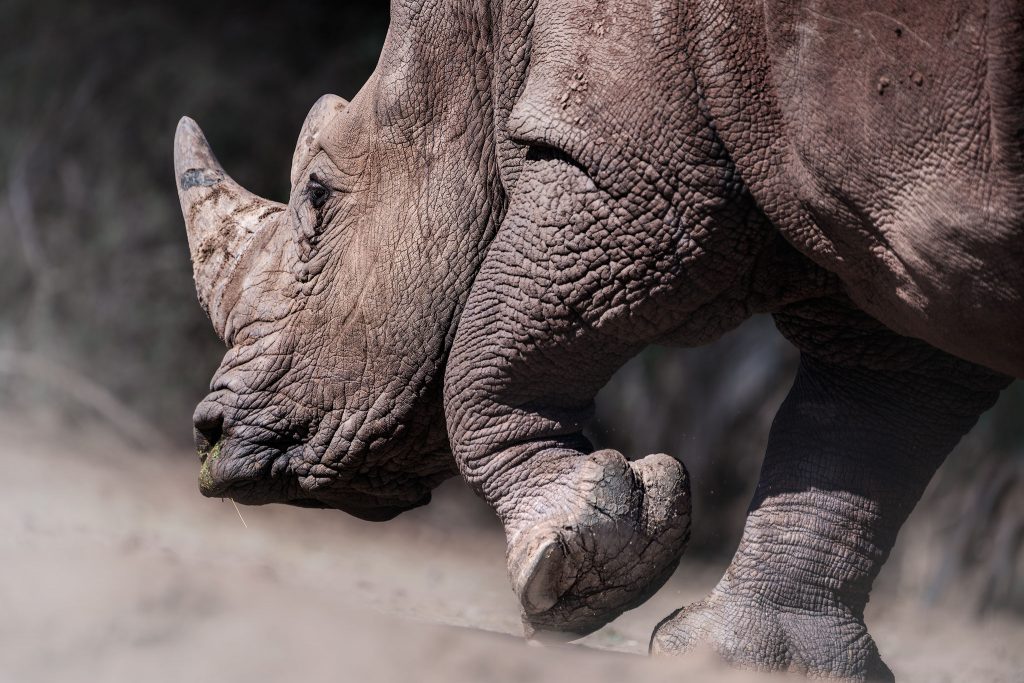 Farbfoto aus niedriger Perspektive; Nahaufnahme des kräftigen Vorderbeins und Hufs eines Nashorns, das fest im trockenen Boden steht.