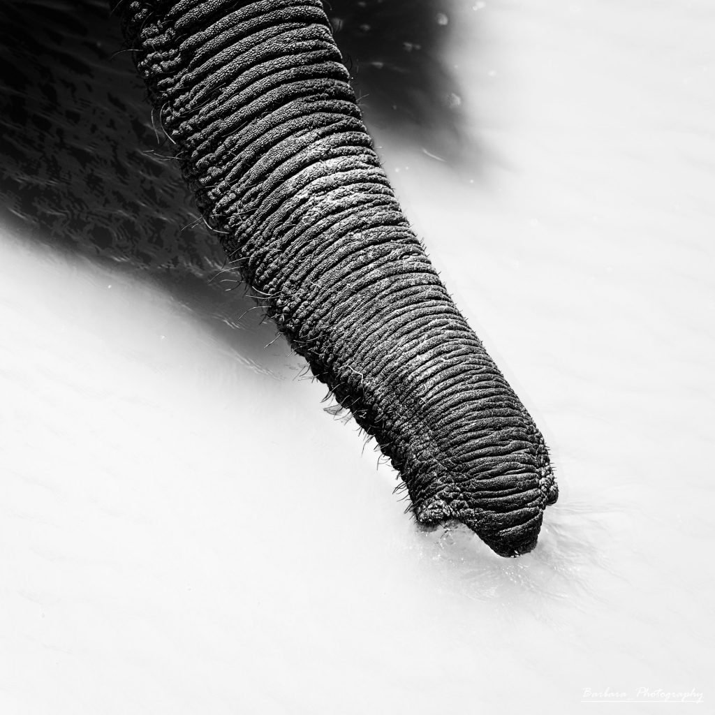 2025 namibia tusk at waterhole bw