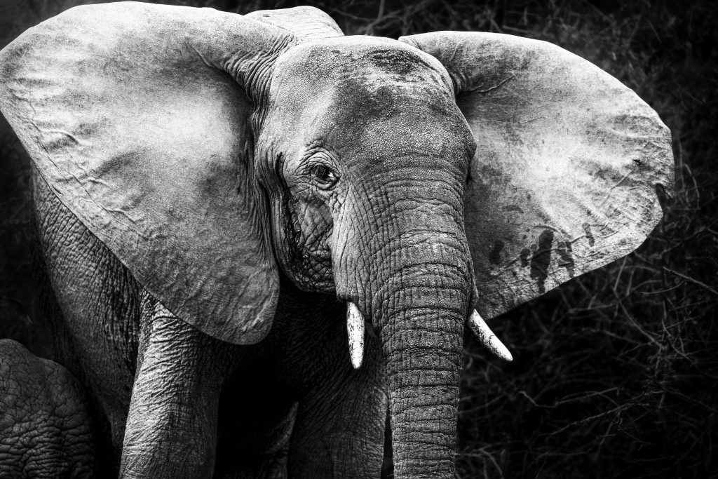 Formatfüllendes Schwarz-Weiß-Nahaufnahme eines Elefantenkopfs; das Tier blickt frontal in die Kamera, die Ohren sind weit aufgestellt. Ein sehr detailliertes und kontrastreiches Portrait, das die gesamte Bildfläche ausfüllt.