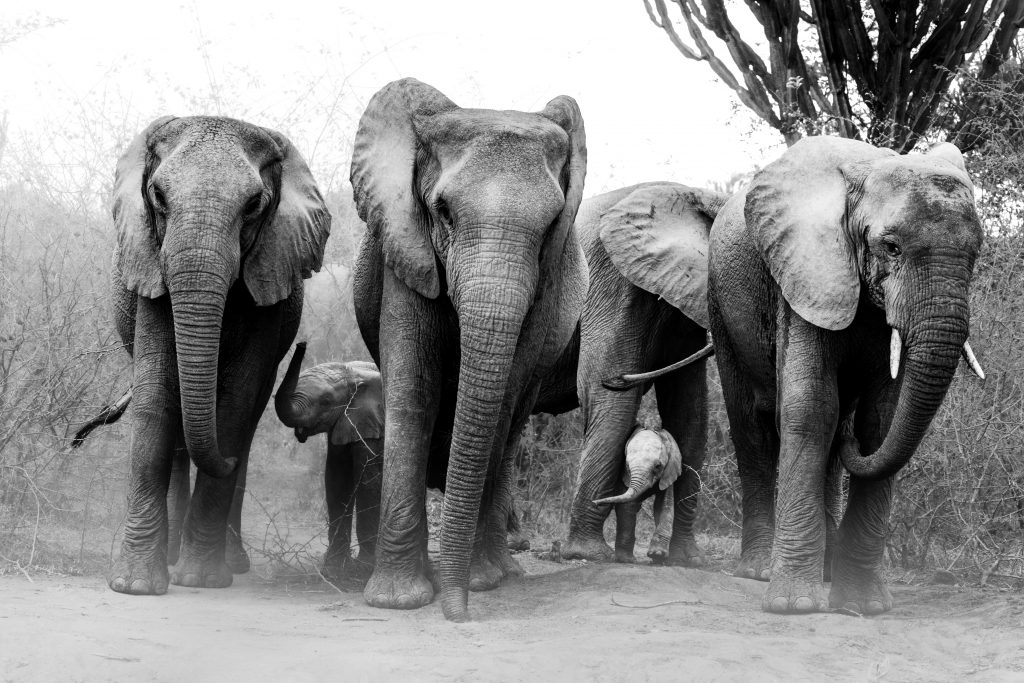 Dramatische Schwarz-Weiß-Aufnahme einer Elefantenherde im Bush von Uganda, bestehend aus Kühen und Kälbern, die frontal und sehr nah auf den Betrachter zuläuft. Die Tiere wirbeln eine Staub auf, was die Dynamik der Bewegung unterstreicht.