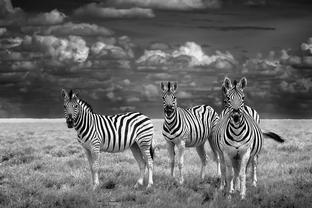 Schwarz-Weiß-Fotografie von drei Zebras in der weiten, kargen Steppe des Etosha-Nationalparks. Die Tiere stehen dicht beieinander vor einem dramatischen, wolkigen Himmel und blicken den Betrachter aufmerksam an.