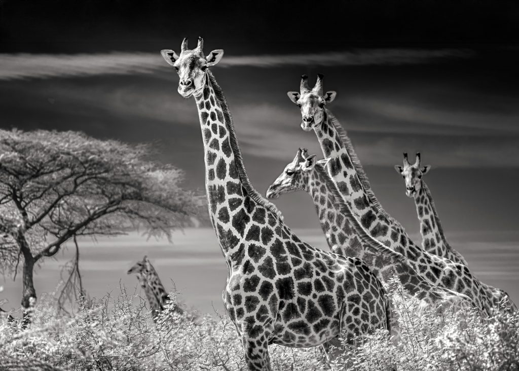 Schwarz-Weiß-Aufnahme einer Gruppe von fünf Giraffen; ihre langen Hälse ragen weit über das dichte Gebüsch der namibischen Savanne hinaus. Ein atmosphärisches Bild, das die Höhe der Tiere betont.