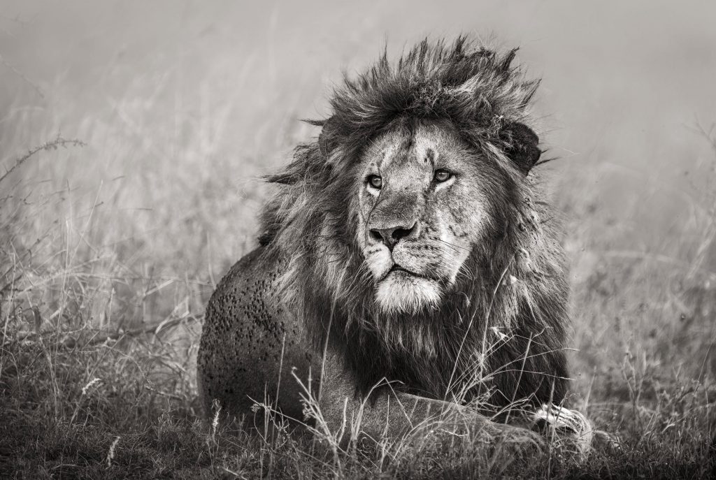 Schwarz-Weiß-Fotografie eines imposanten männlichen Löwen im hohen Gras von Tansania. Das Tier liegt majestätisch im Bewuchs und blickt konzentriert in die Ferne über die Savanne.