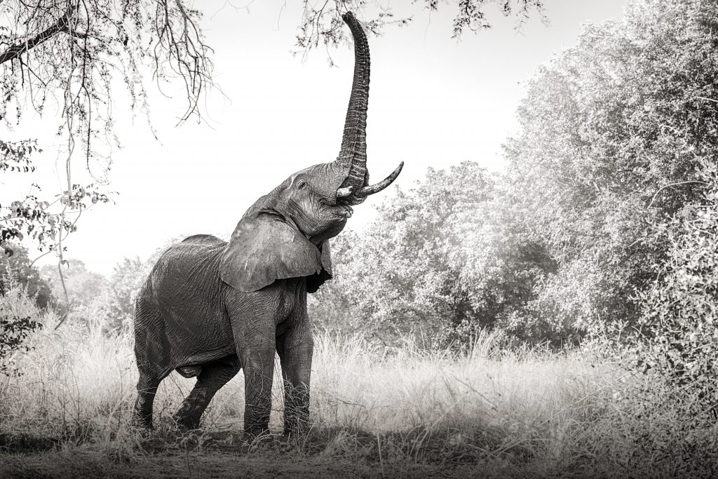 Fine-Art-Schwarz-Weiß-Fotografie eines Elefanten mit steil erhobenem Rüssel in der Savanne, der Blätter von einem Baum zupft; dynamische Silhouette vor weitem Horizont.