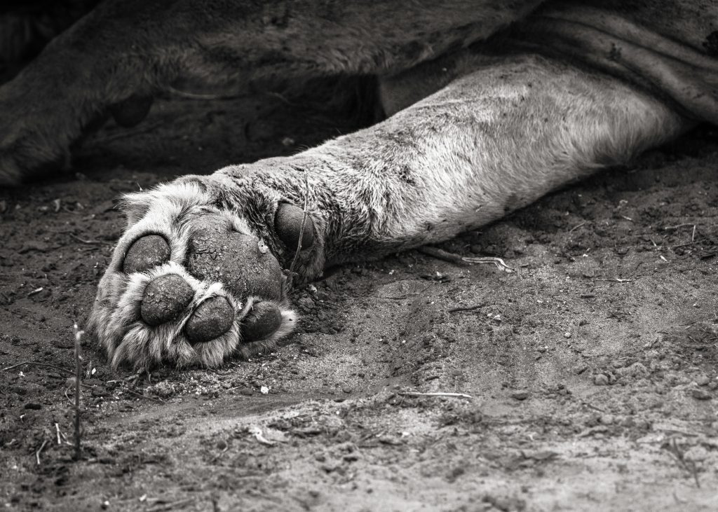 Abstraktes Fine-Art-Schwarz-Weiß-Detail einer Löwenpfote; Fokus auf die haptische Textur der Ballen und Krallen im Kontrast zum körnigen Boden.