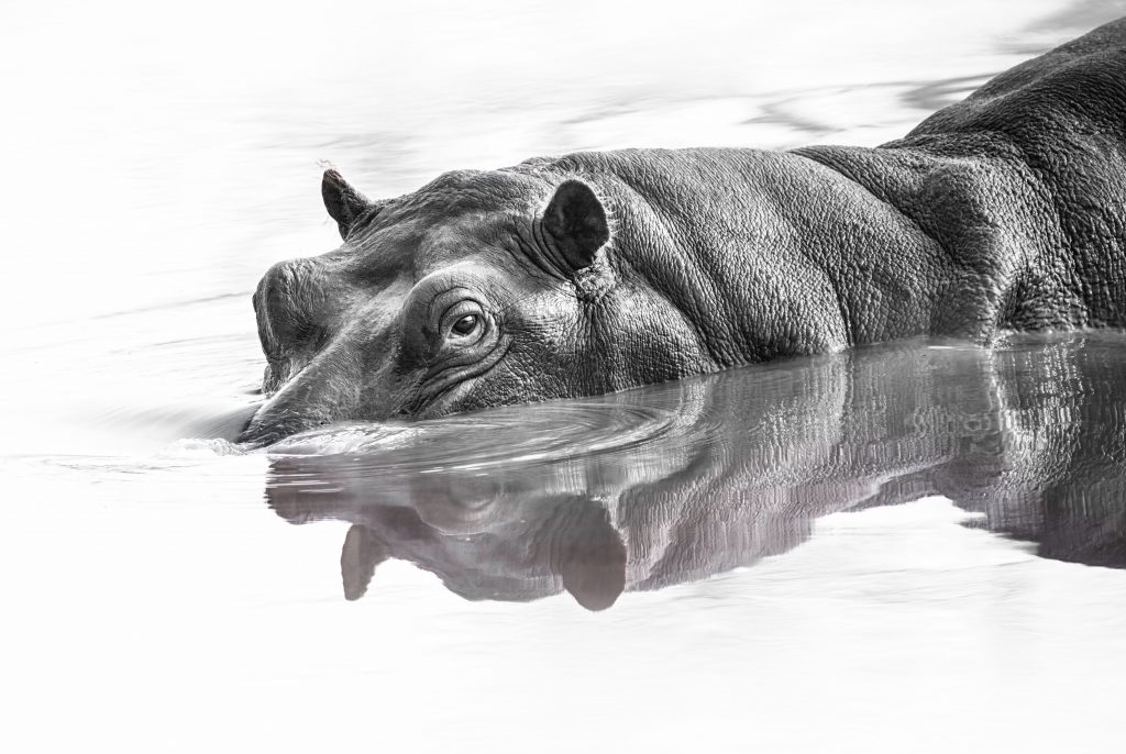 Minimalistische Fine-Art-Schwarz-Weiß-Aufnahme eines Flusspferdes im Wasser; nur der Kopf ragt heraus, ergänzt durch eine klare Spiegelung auf der glatten Oberfläche.