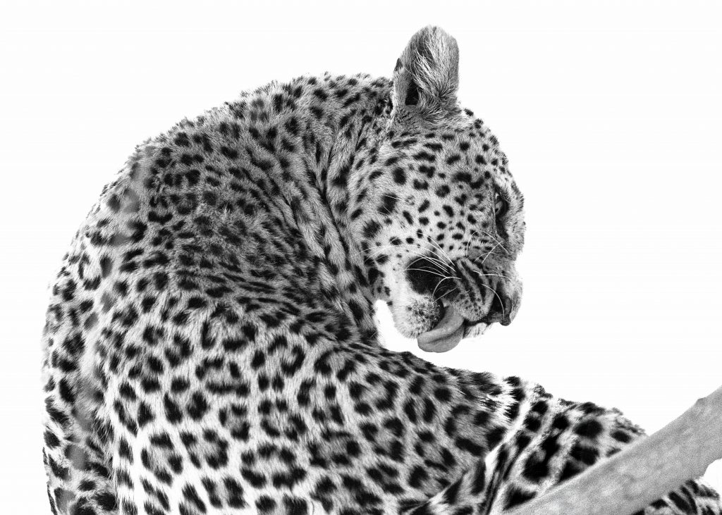 Fine-Art-Schwarz-Weiß-Fotografie eines Leoparden von hinten, der den Kopf über die Schulter dreht; detailreiche Darstellung des Fleckenmusters als künstlerische Naturstudie.