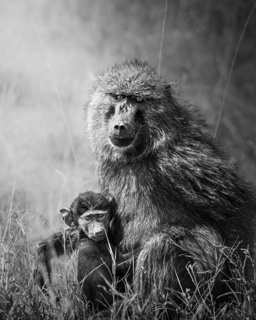 Pavian Mutter und ihr Baby. das Baby schmiegt sich eng an die Brust seiner Mutter, beide schauen in die Kamera, Schwarz Weiß Aufnahme.