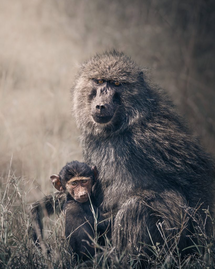 Nahaufnahme eines Pavian-Babys, das sich ängstlich an das Fell seiner Mutter klammert, Naturfotografie aus Tansania.