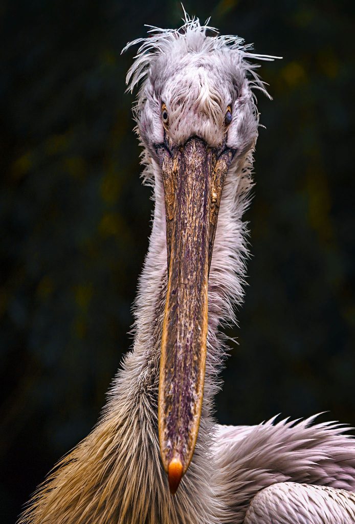 Ein streng frontales Fine-Art-Porträt eines Pelikans, dessen Kopf die Bildmitte dominiert. Der Vogel blickt mit beiden Augen direkt und intensiv in die Kamera. Sein markanter, leuchtend gelber Schnabel ist steil nach unten gerichtet und bildet eine vertikale Linie. Das weiße Gefieder am Kopf und Hals ist durch die gezielte Lichtführung detailliert strukturiert. Der Hintergrund ist in ein tiefes, gleichmäßiges Schwarz getaucht, wodurch die Symmetrie und die Präsenz des Vogels monumental wirken.