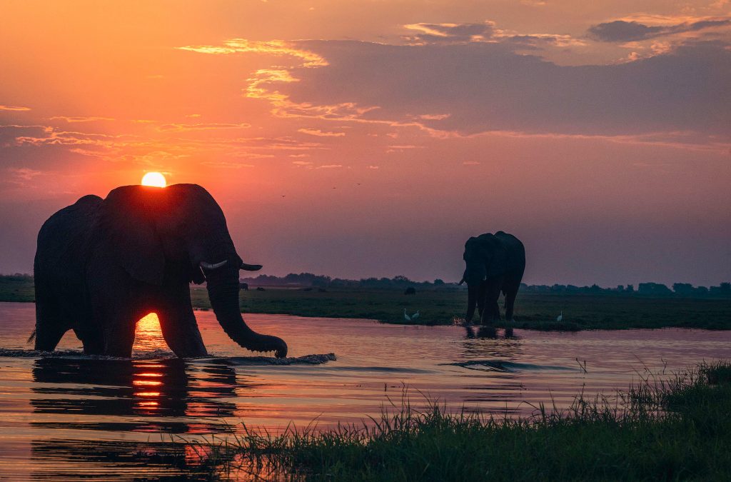 Zwei Elefanten als Silhouette vor dem Sonnenuntergang am Chobe River in Botswana, dramatische Lichtspiegelung auf dem Wasser, Wildlife-Fotografie, Kunstdruck.