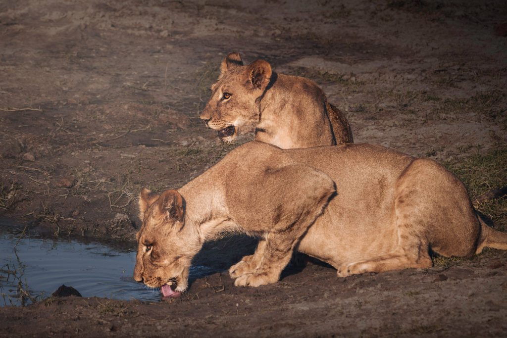 Zwei Löwinnen trinken nebeneinander an einem Wasserloch, seitliche Aufnahme mit Spiegelung im Wasser, goldene Stunde, Wildlife-Fotografie, Kunstdruck, Botswana 2025