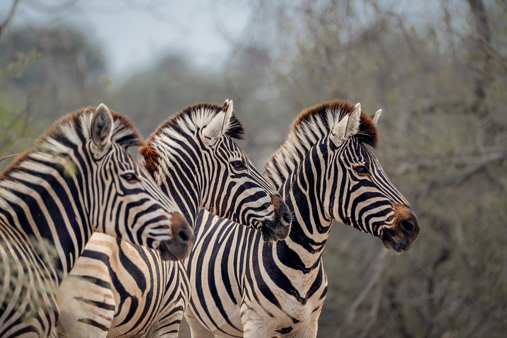 Farbfoto; drei Zebras stehen in perfekter Symmetrie hintereinander und blicken alle nach links; weicher, grüner Savannenhintergrund. Fine Art Photography