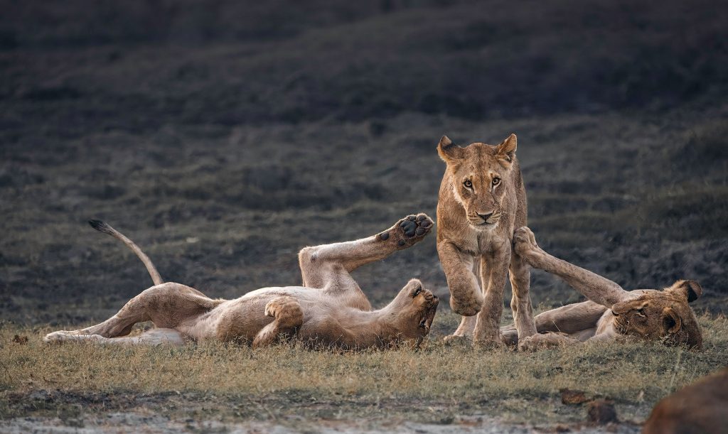 Frontalaufnahme einer entschlossenen Löwin, im Hintergrund zwei liegende Rudelmitglieder, Wildlife-Fotografie aus Botswana, Kunstdruck.