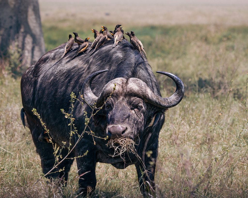 Untertitel (Sichtbar): Eine perfekte Partnerschaft: Während der Kaffernbüffel grast, sorgen Madenhacker für ein parasitenfreies Fell. Ein Einblick in die faszinierende Symbiose der Savanne.