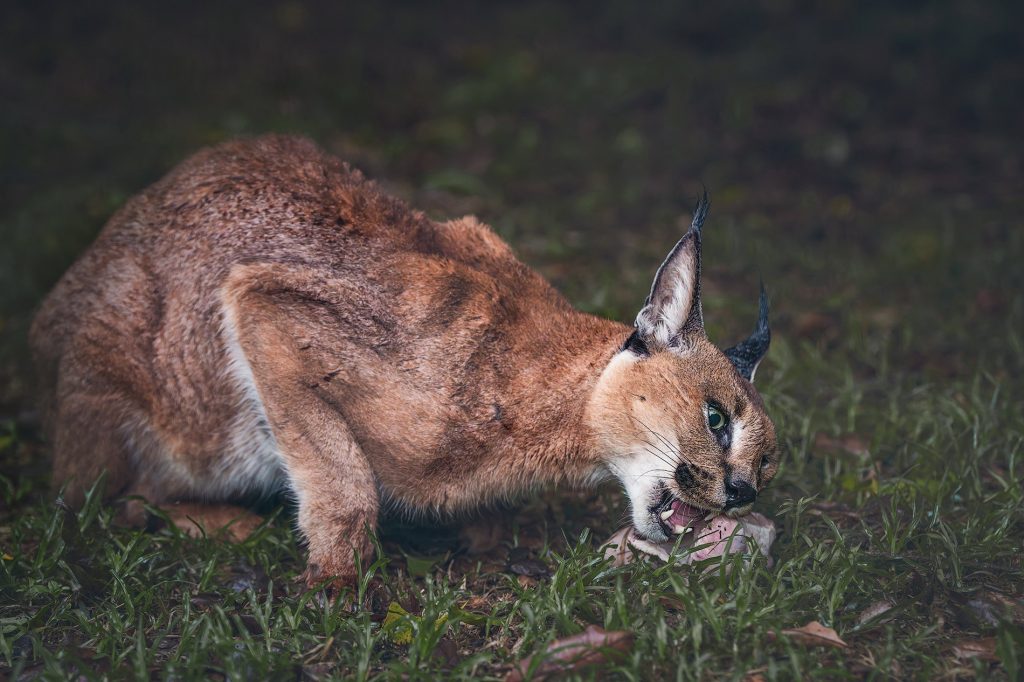 Seltener Karakal (Wüstenluchs) fressend in der afrikanischen Savanne, Detailaufnahme der markanten Ohren und Raubkatze, Naturfotografie Kunstdruck.