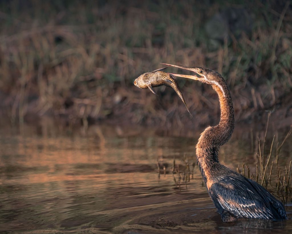 Eine stimmungsvolle Fine-Art-Aufnahme eines Kormorans im warmen Abendlicht. Der Vogel ist im Profil dargestellt, während er gerade erfolgreich einen Fisch gefangen hat, der noch in seinem Schnabel zappelt. Das goldene Licht der tiefstehenden Sonne lässt die Wassertropfen wie funkelnde Perlen wirken und hüllt die gesamte Szene in einen warmen Glanz. Im Hintergrund ist das belebte Ufer mit leichtem Geplätscher und Unruhe im Wasser zu erkennen, das durch eine harmonische Unschärfe die Dynamik des Augenblicks unterstreicht.