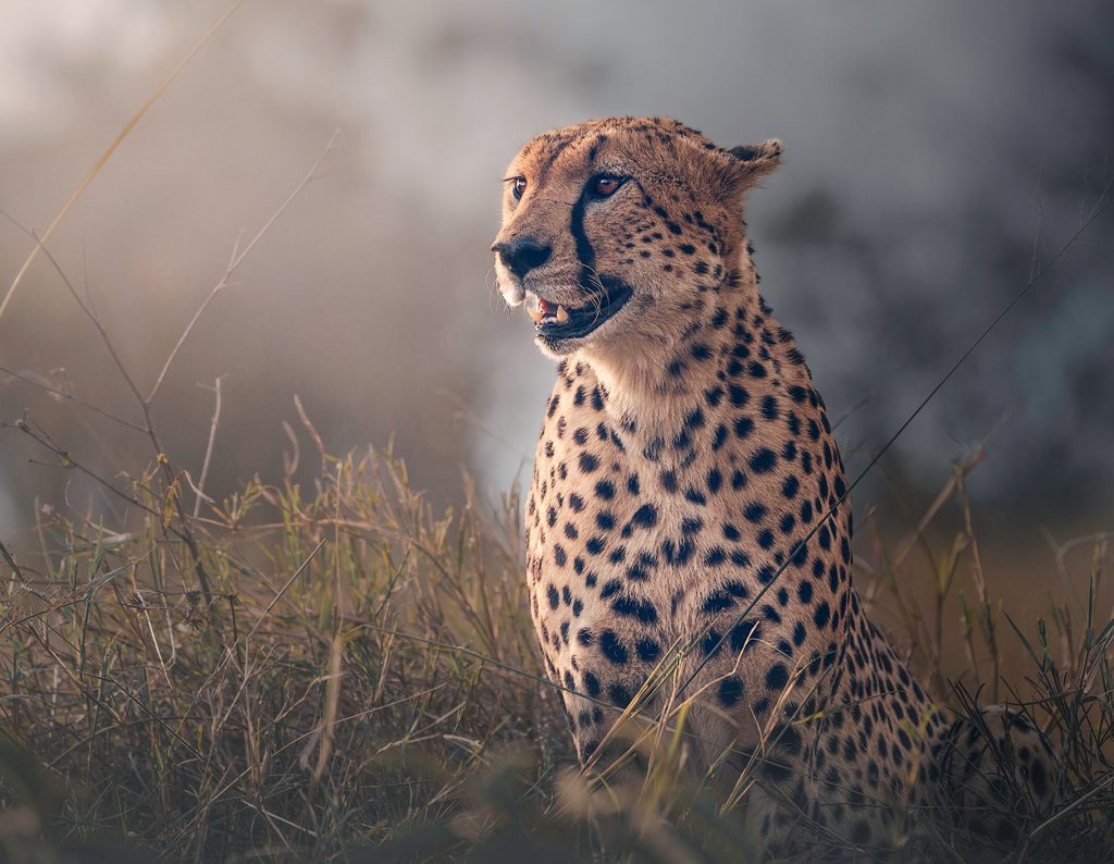 Gepard sitzt im hohen Gras der Serengeti bei Sonnenaufgang, goldene Lichtstimmung, afrikanische Wildlife-Fotografie, Kunstdruck.
