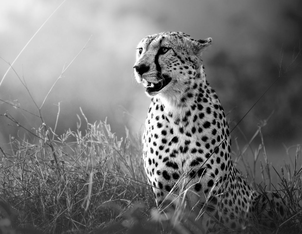 Schwarz-Weiß-Aufnahme eines Geparden im hohen Gras der Serengeti; das Tier schaut konzentriert in die Ferne, auf der Suche nach Beute. Der Fokus liegt auf dem fixierten Blick und der gespannten Körperhaltung.