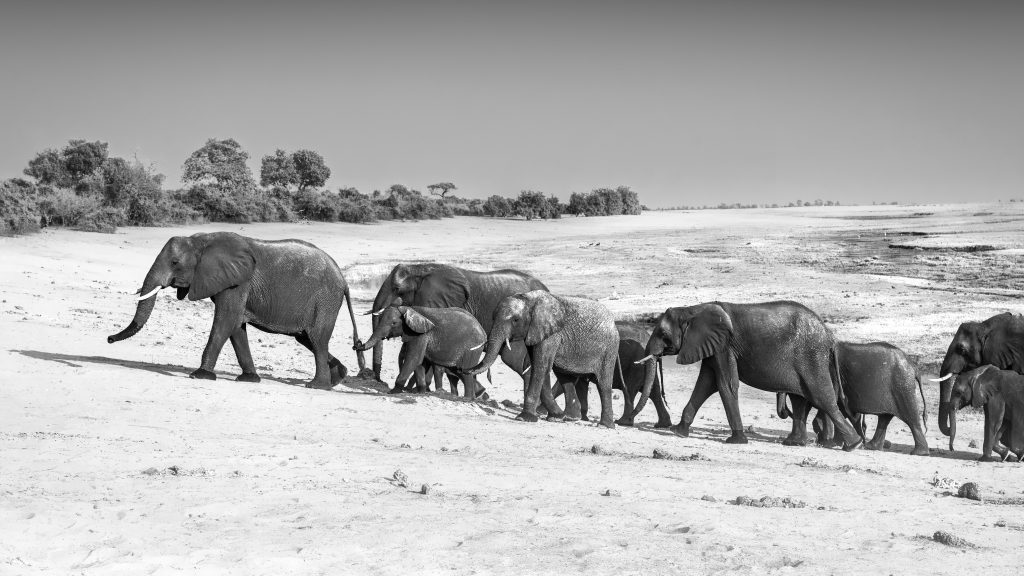 Eine Herde Elefanten wandert in einer gleichmäßigen Linie durch vom Fluß Ufer in den Bushweite Schwarz-Weiß-Fotografie , Fine Art.