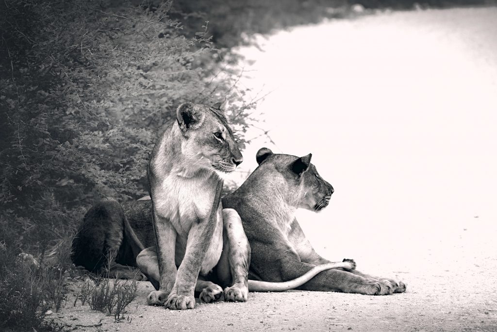 Zwei Löwinnen sitzen nebeneinander im hohen Gras vor einem künstlerisch hell überbelichteten Hintergrund in Schwarz-Weiß. Schwarz-Weiß Fotografie, Fine Art.