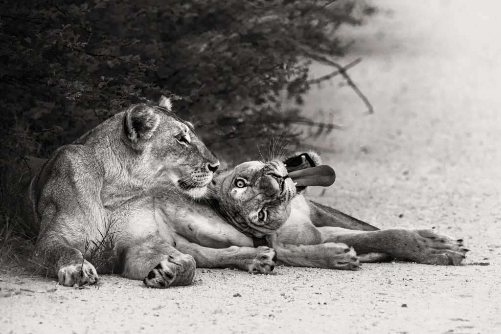 Schwarz-Weiß-Fotografie zweier Löwinnen; im Vordergrund streckt eine Löwin den Kopf mit einem tiefen, gähnenden Maul direkt zum Betrachter, während die andere Löwin im Hintergrund wachsam und beobachtend in die Ferne der Savanne blickt. Schwrz Weiß Fine Art Fotografie.