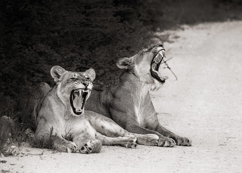 Zwei Löwinnen liegen nebeneinander im Sand und gähnen gleichzeitig mit weit geöffneten Mäulern; Schwarz-Weiß-Fotografie Fine Art.