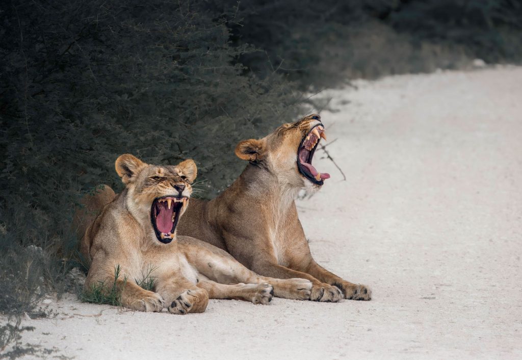 Fine-Art-Wildlife-Fotografie zweier Löwinnen, die nebeneinander auf dem staubigen Boden liegen. Ihre Körper sind teilweise von einem trockenen Busch im Hintergrund verdeckt, während beide Tiere fast synchron gähnen. Das warme Licht der Savanne betont die aufgerissenen Mäuler und die haptische Textur des Fells, was die entspannte Atmosphäre und die Symmetrie des Augenblicks unterstreicht.