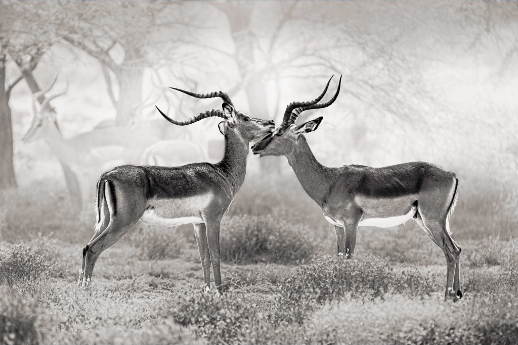 Schwarz-Weiß-Aufnahme zweier Impala Männchen, die im morgendlichen Dunst ihre Köpfe aneinanstoßen und einen Rivalitäts Kampf ausfechten.