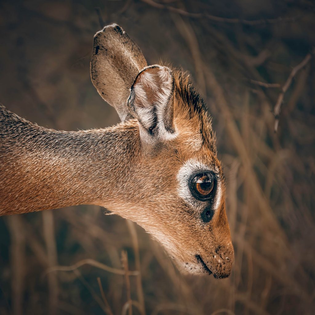 Eine extrem detaillierte Fine-Art-Nahaufnahme eines Dik-Dik-Porträts. Der radikale Fokus liegt auf den großen, leuchtend braunen Augen, die direkt zum Betrachter blicken und die Sanftheit des Tieres widerspiegeln. Das warme Seitenlicht betont die haptische Textur des Fells und der markanten Augenpartie. Der Hintergrund besteht aus unscharfen, weichen Erdtönen, die eine friedliche Atmosphäre erzeugen und die Augen noch stärker zur Geltung kommen lassen.
