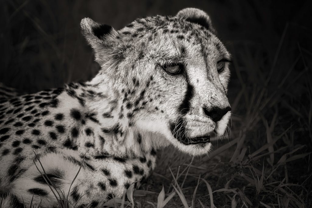 Fine-Art-Schwarz-Weiß-Fotografie eines Geparden-Porträts; das Tier blickt im Profil aufmerksam zur Seite, während sein Körper zum Betrachter gewandt ist. Fokus auf die charakteristischen Tränenstreifen und die konzentrierte Gesichtsmimik.