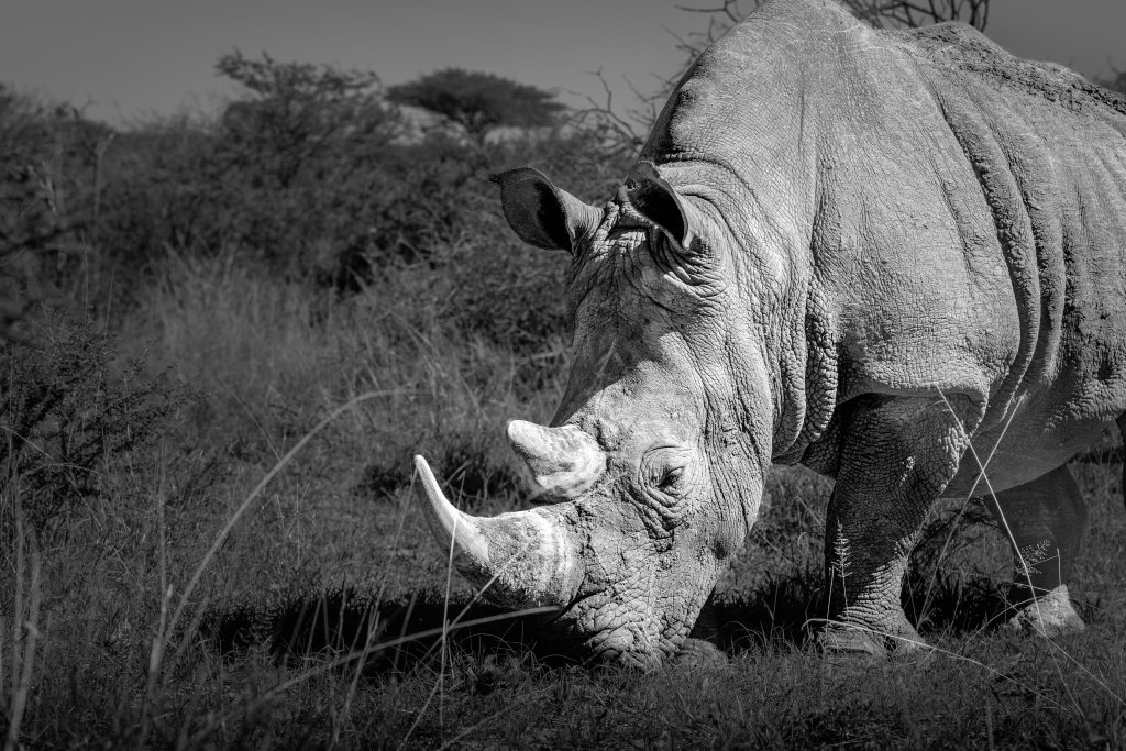Seitliches Schwarz-Weiß-Porträt eines Breitmaulnashorns inmitten des namibischen Busches. Das Bild zeigt das Tier in voller Länge, wobei die markante, quadratische Lippe und das kräftige Horn vor dem Hintergrund aus dornigen Sträuchern hervortreten.