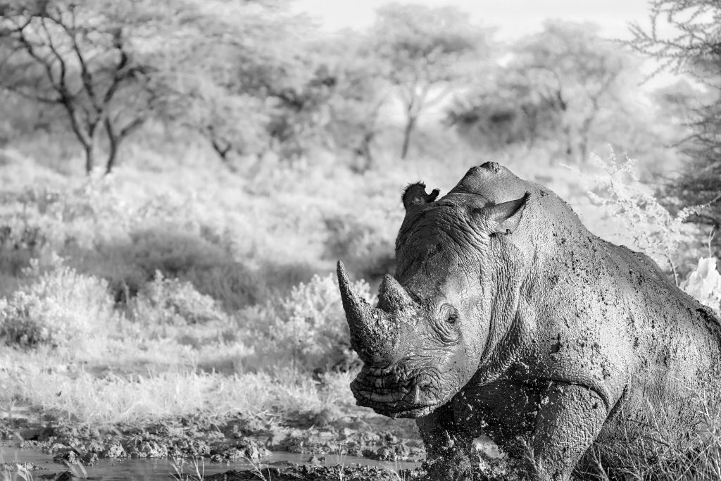 Schwarz-Weiß-Aufnahme eines Breitmaulnashorns, das sich in der unteren Bildecke aus einem Schlammloch erhebt. Der dunkle, schlammbedeckte Körper des Tieres kontrastiert mit der Textur des Wassers und dem Busch im Hintergrund.