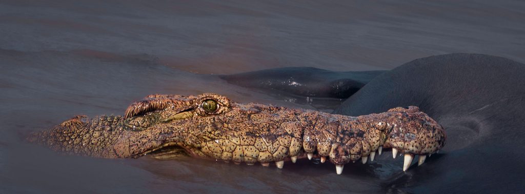 Eine dramatische Fine-Art-Makroaufnahme eines Krokodils im Wasser. Nur das aufgerissene Maul und ein wachsames Auge ragen über die glitzernde Wasseroberfläche hinaus. Die messerscharfen Zähne und die ledrige Hautstruktur des Krokodils sind im Fokus, während der Hintergrund in ein tiefes, unheimliches Dunkel getaucht ist.