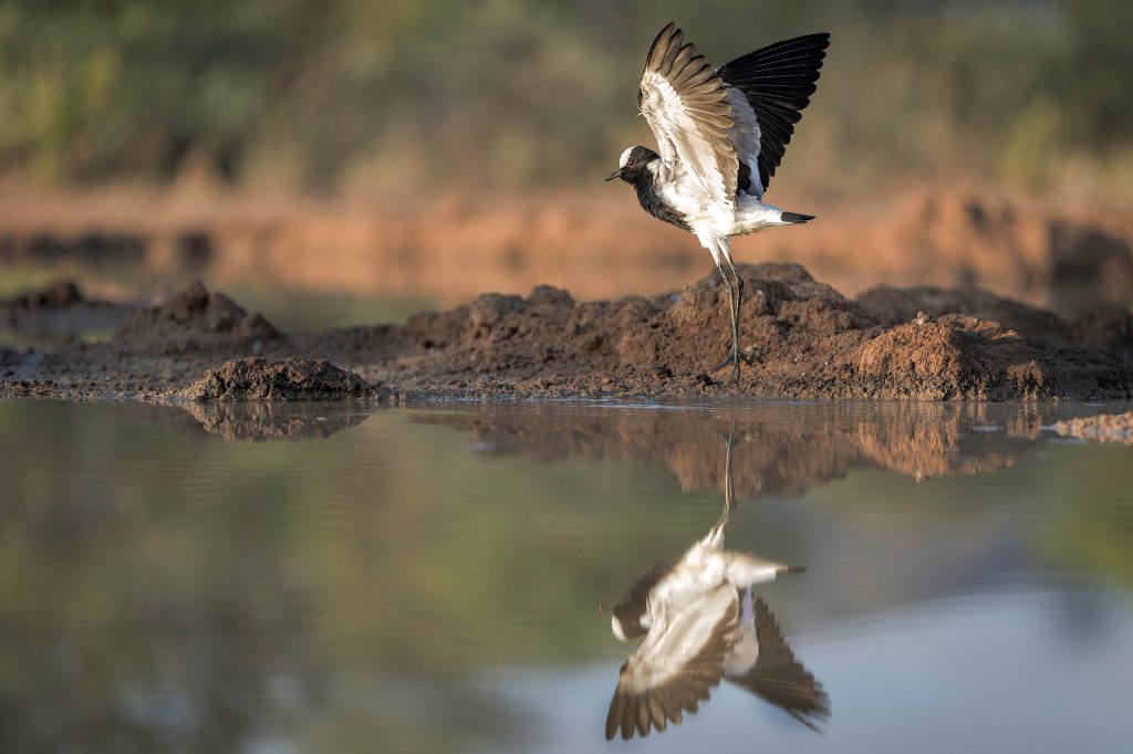 Eine atmosphärische Fine-Art-Fotografie eines Stelzenläufers (Black-winged Stilt) an einem ruhigen Wasserloch im ersten goldenen Morgenlicht. Der Moment fängt den Vogel genau beim Abheben ein: Die Flügel sind weit aufgespannt, während die langen, roten Beine gerade noch die Wasseroberfläche berühren und kleine Spritzer erzeugen. Im spiegelglatten Wasser bildet sich eine perfekte, goldene Reflexion des Vogels ab. Der Hintergrund besteht aus weichgezeichnetem Ufergras, das im warmen Gegenlicht leuchtet.