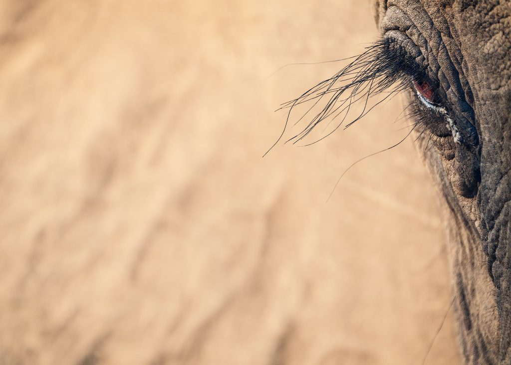 Farbfoto-Nahaufnahme des Elefantenauges; extrem langes, dunkles Wimpernhar ragt von links und oben dominant in das Bild und rahmt das Auge ein. Fokus auf die einzigartige Länge und Textur der Wimpern.