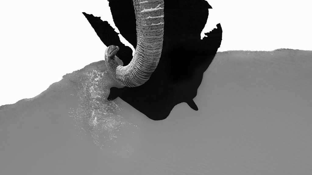 Abstraktes Schwarz-Weiß-Foto eines Elefantenrüssels; das Bild ist grafisch in kontrastreiche weiße, schwarze und graue Flächen unterteilt. Man sieht die detaillierte Struktur des Rüssels, dessen Schatten in eine tiefschwarze Fläche übergeht.
