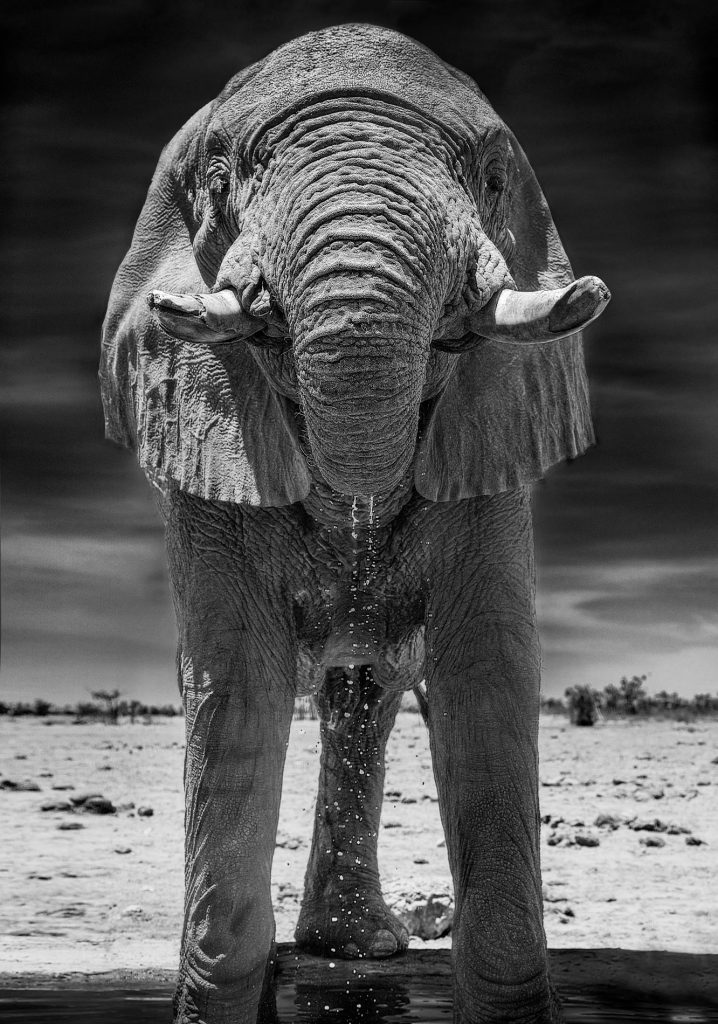 Monumentale Frontalansicht eines Elefanten von unten fotografiert; das Tier steht an einem Wasserloch, die Ohren sind angeklappt und Wasser tropft aus dem Mund, während der Rüssel darin steckt. Ausdrucksstarke Schwarz-Weiß-Aufnahme mit Fokus auf die gewaltige Statur.