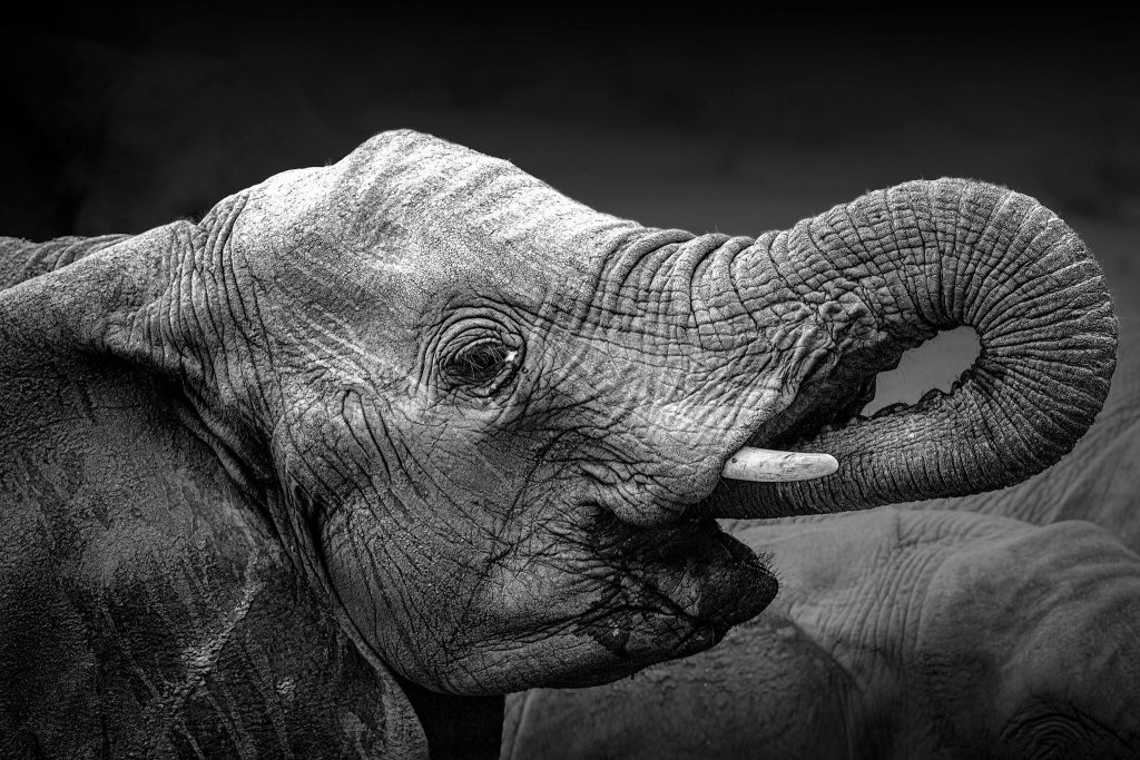 Seitliches Porträt eines Elefanten in Schwarz-Weiß; der Rüssel wird zum Trinken zum Mund geführt. Das Bild zeigt detaillierte Hautstrukturen und den fokussierten Blick des Tieres während der Wasseraufnahme.
